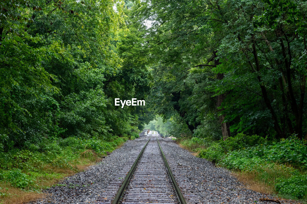 View of railroad tracks amidst trees in forest