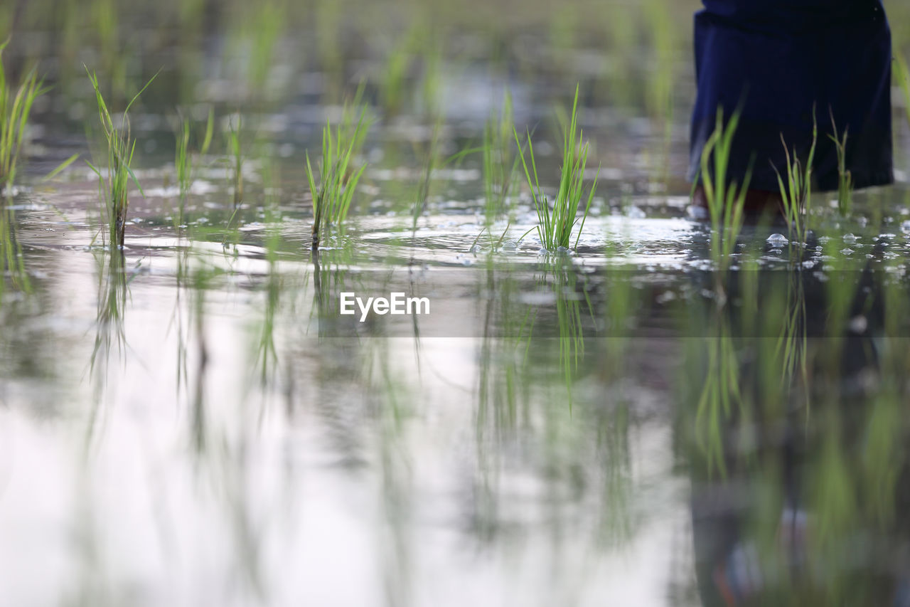 LOW SECTION OF PERSON ON LAKE