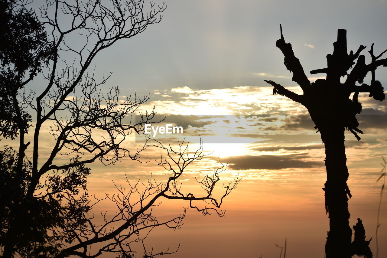 SILHOUETTE OF TREE AGAINST SKY DURING SUNSET