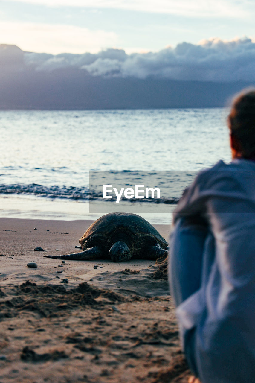 Sea turtle sleeping on beach with female looking in foreground on maui, hawaii.