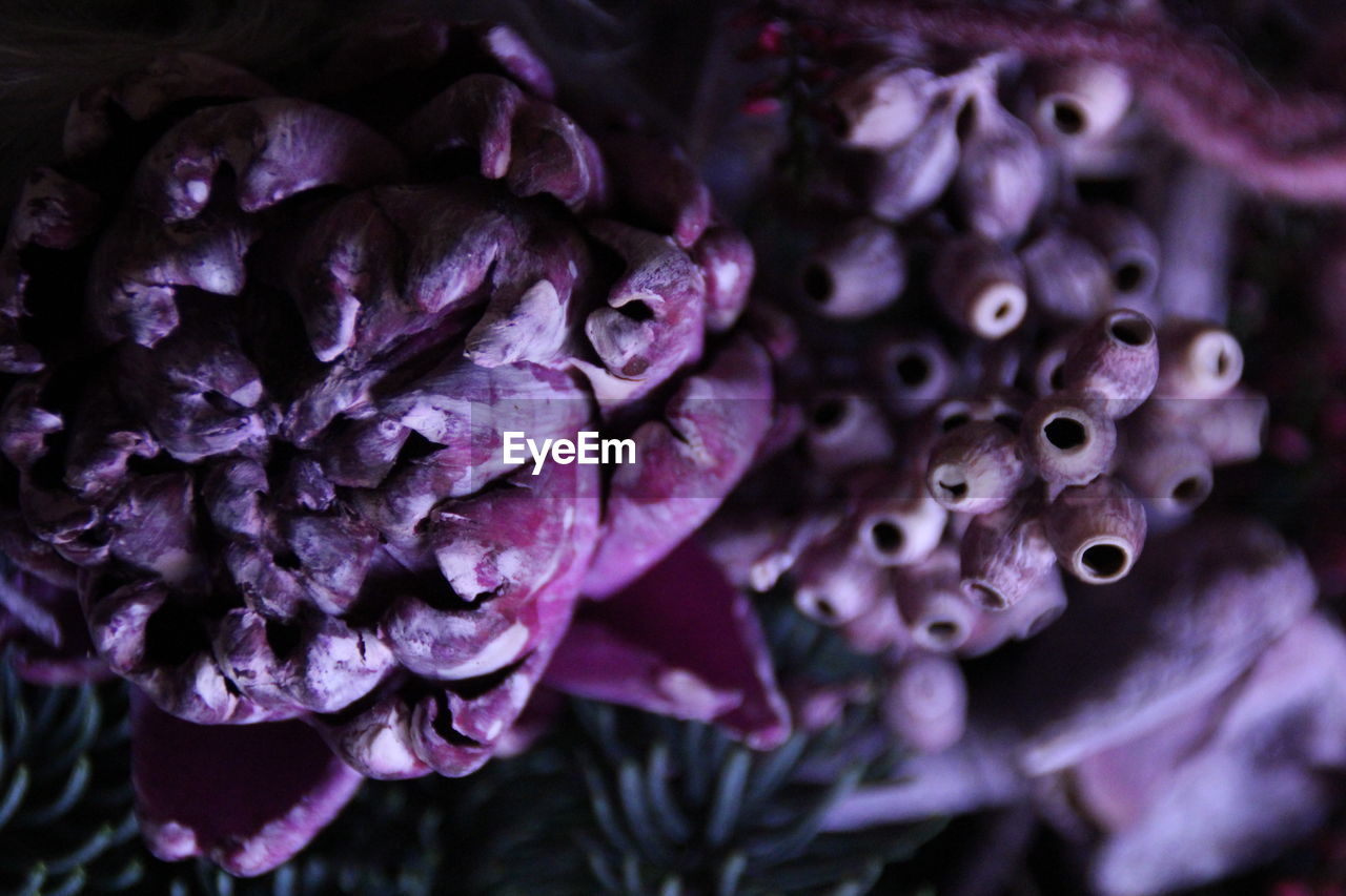 Close-up of purple vegetable