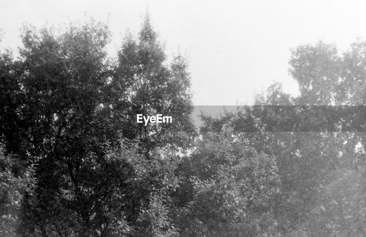 TREES AGAINST CLEAR SKY