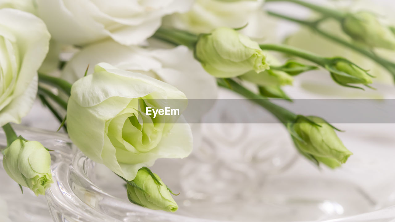 close-up of white roses