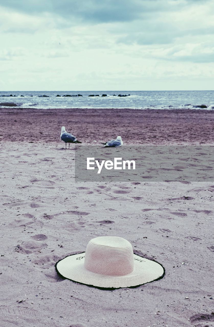 VIEW OF SEAGULL ON BEACH