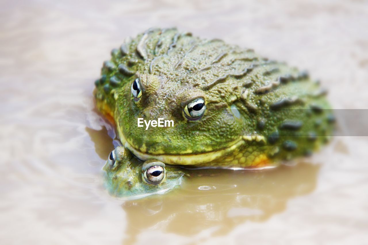 Close-up of frogs in water