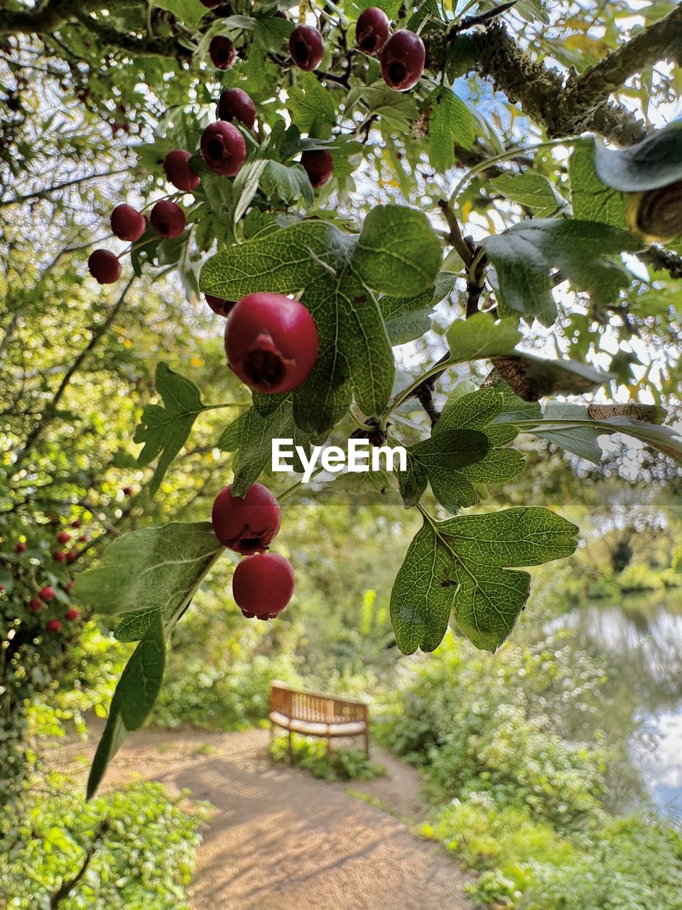 low angle view of fruits growing on tree