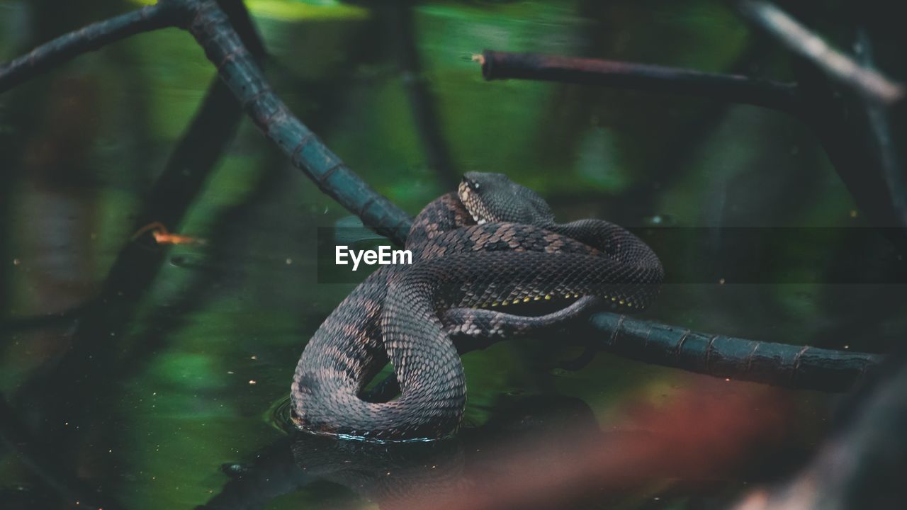 High angle view of snake swimming in mangrove forest 