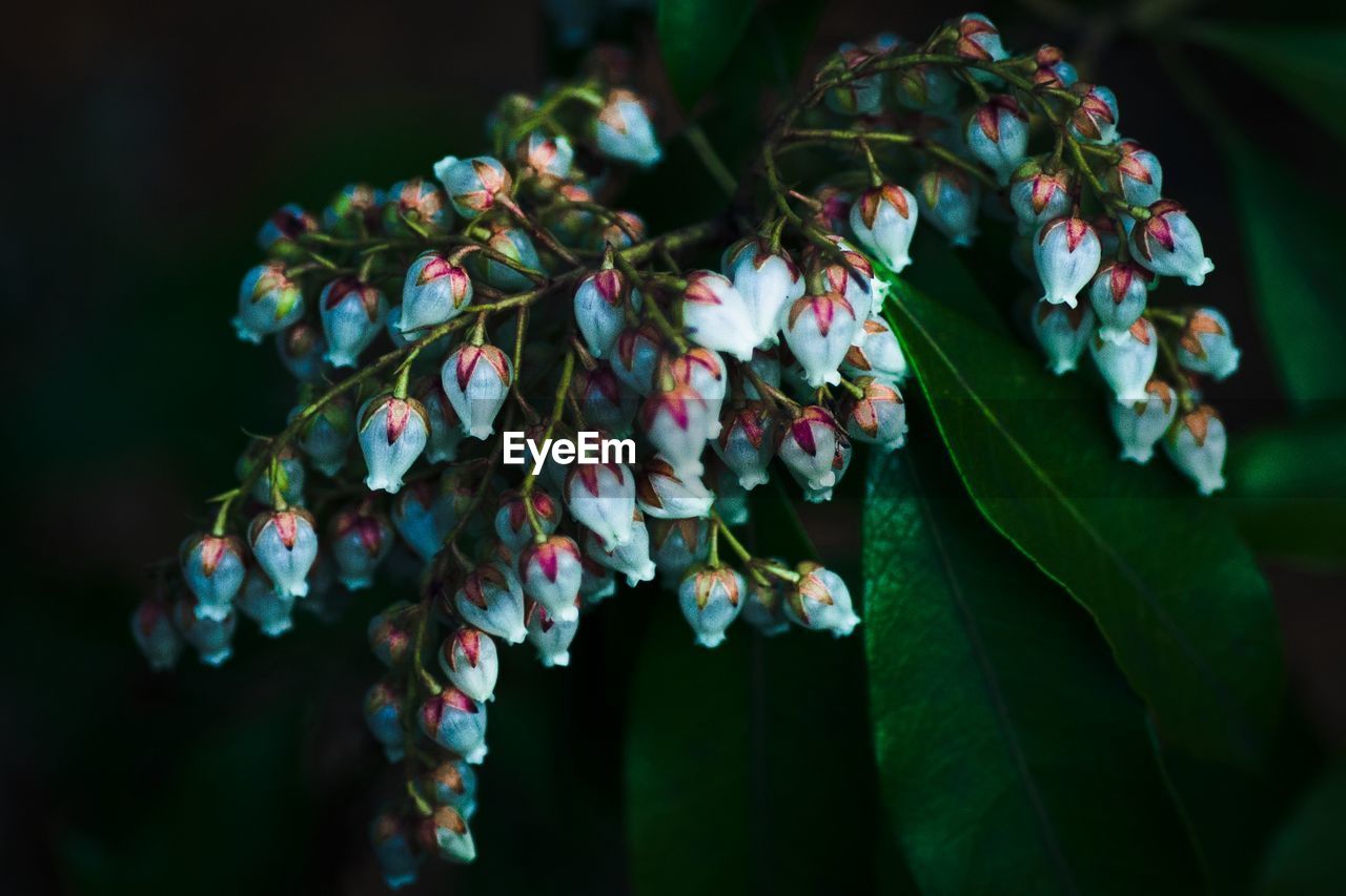 Close-up of flower buds growing outdoors at night