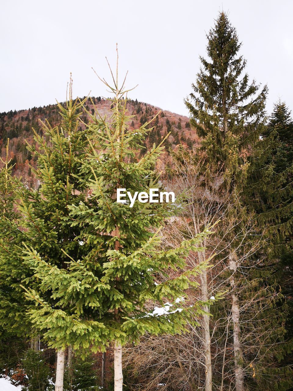 LOW ANGLE VIEW OF PINE TREE IN FOREST AGAINST SKY