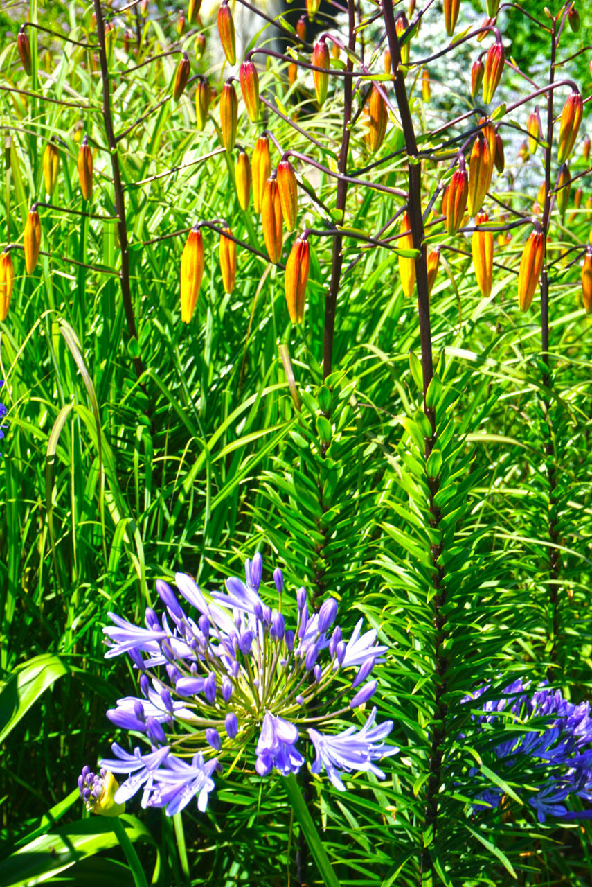 CLOSE-UP OF PURPLE FLOWERS BLOOMING IN PARK