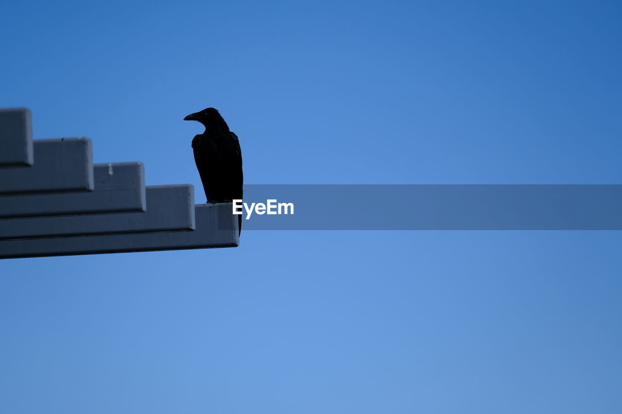 LOW ANGLE VIEW OF BIRDS PERCHING ON A BIRD