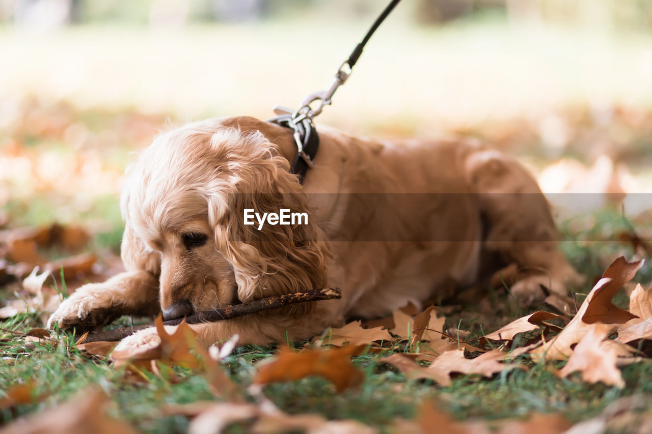 A brown cocker spaniel on a leash lies on green grass strewn with dry autumn leaves