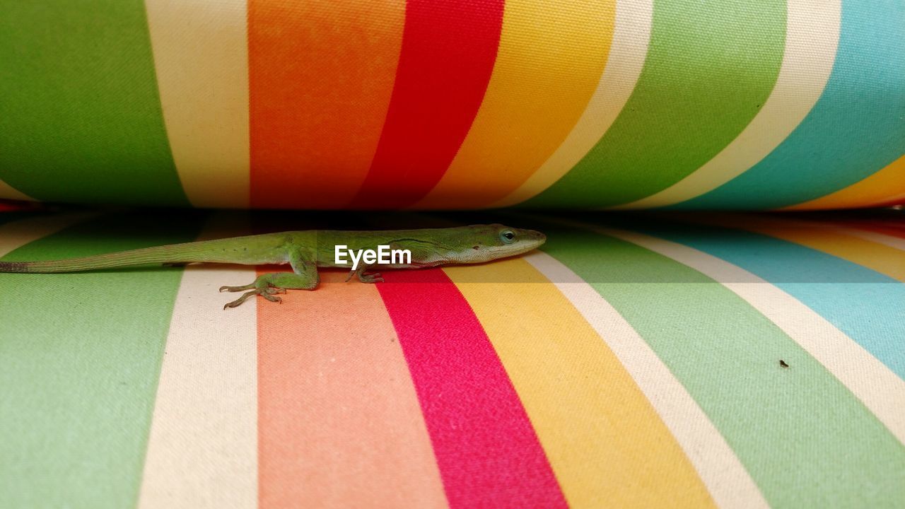 CLOSE-UP OF MULTI COLORED CATERPILLAR ON GREEN FABRIC
