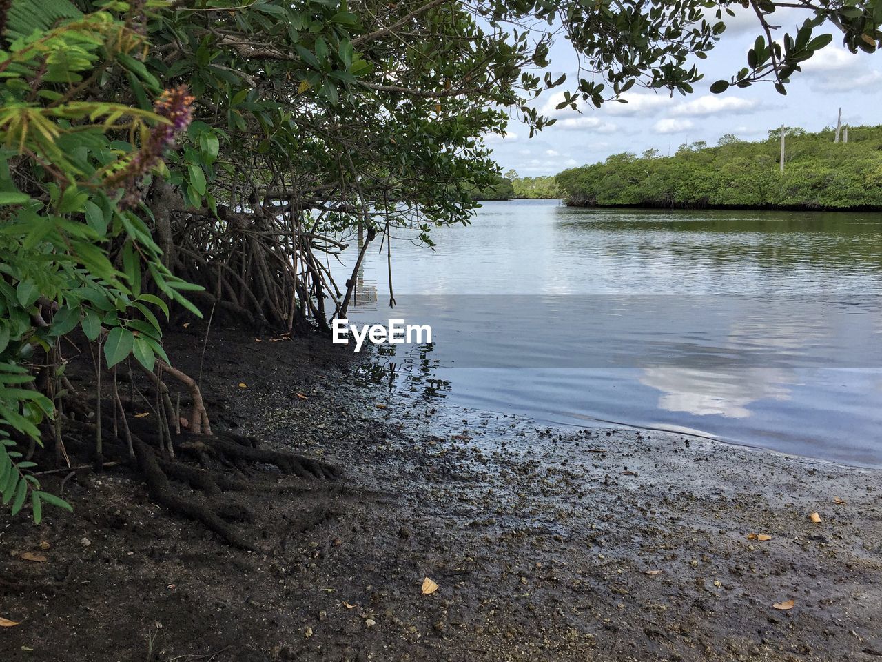 TREES IN A LAKE