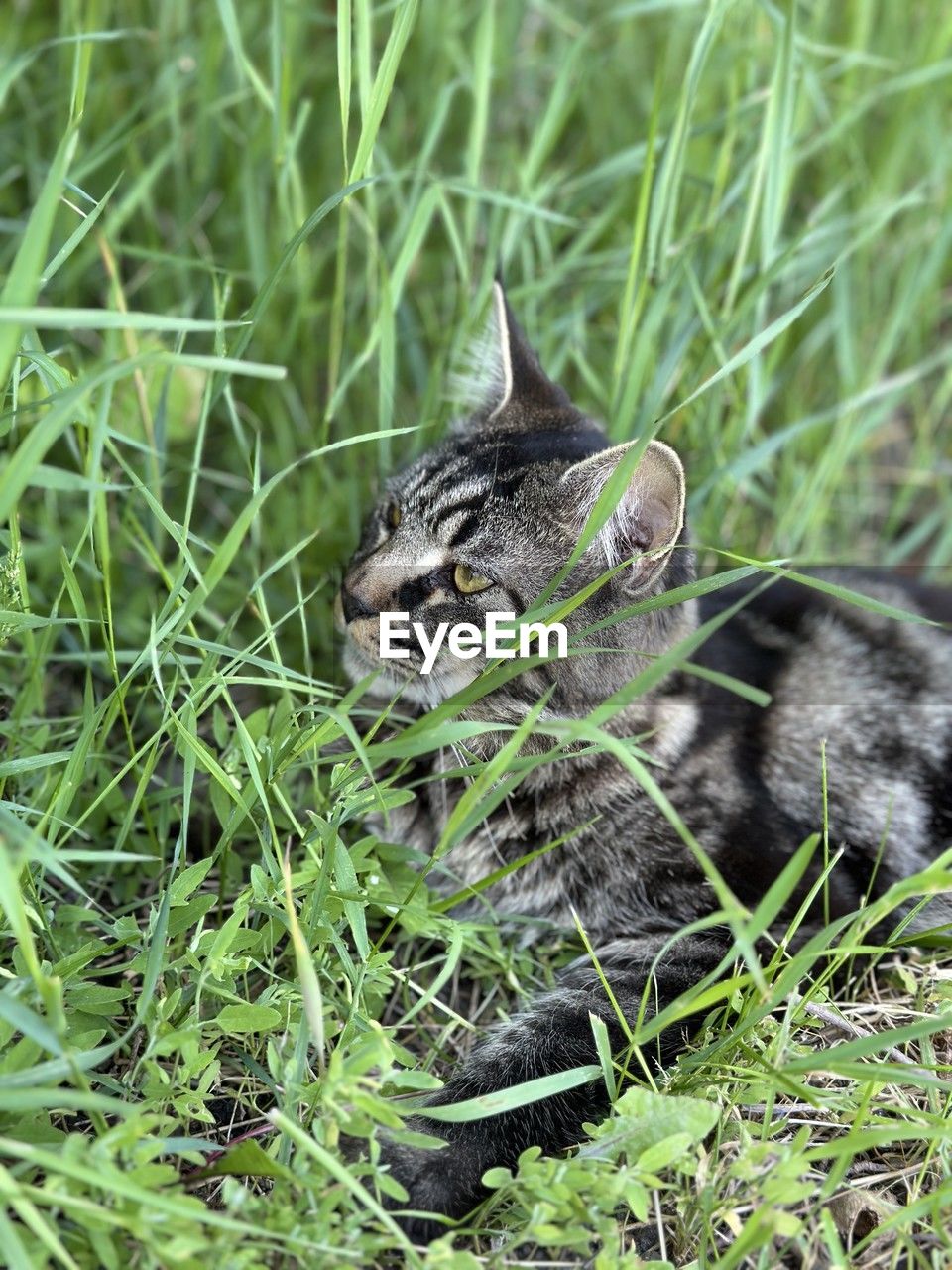 animal, animal themes, grass, cat, mammal, one animal, animal wildlife, plant, wild cat, wildlife, no people, pet, nature, green, feline, domestic animals, small to medium-sized cats, portrait, outdoors, day, young animal, carnivore, felidae, bobcat, land