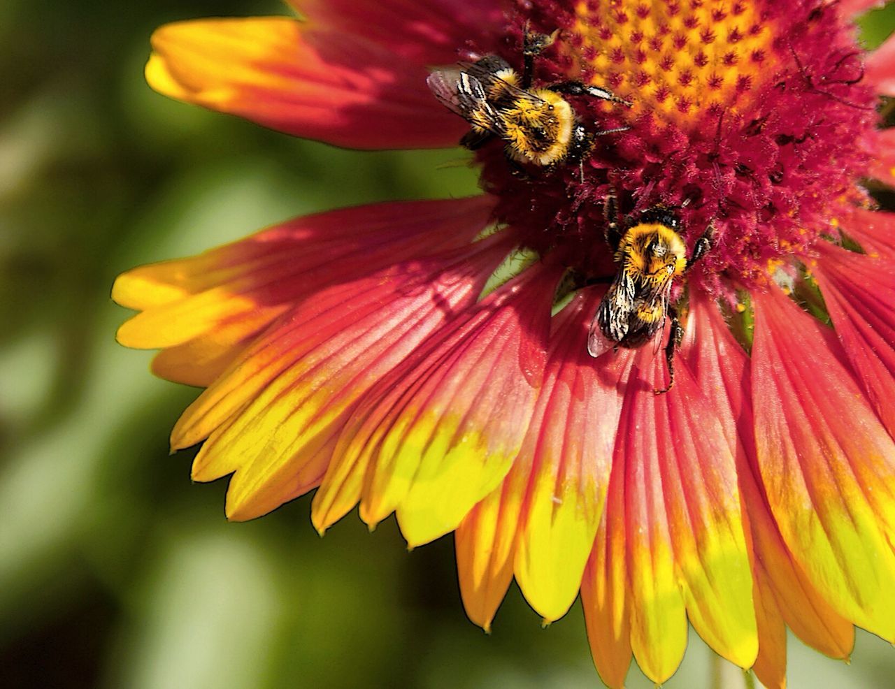 Close-up of honey bee on flower