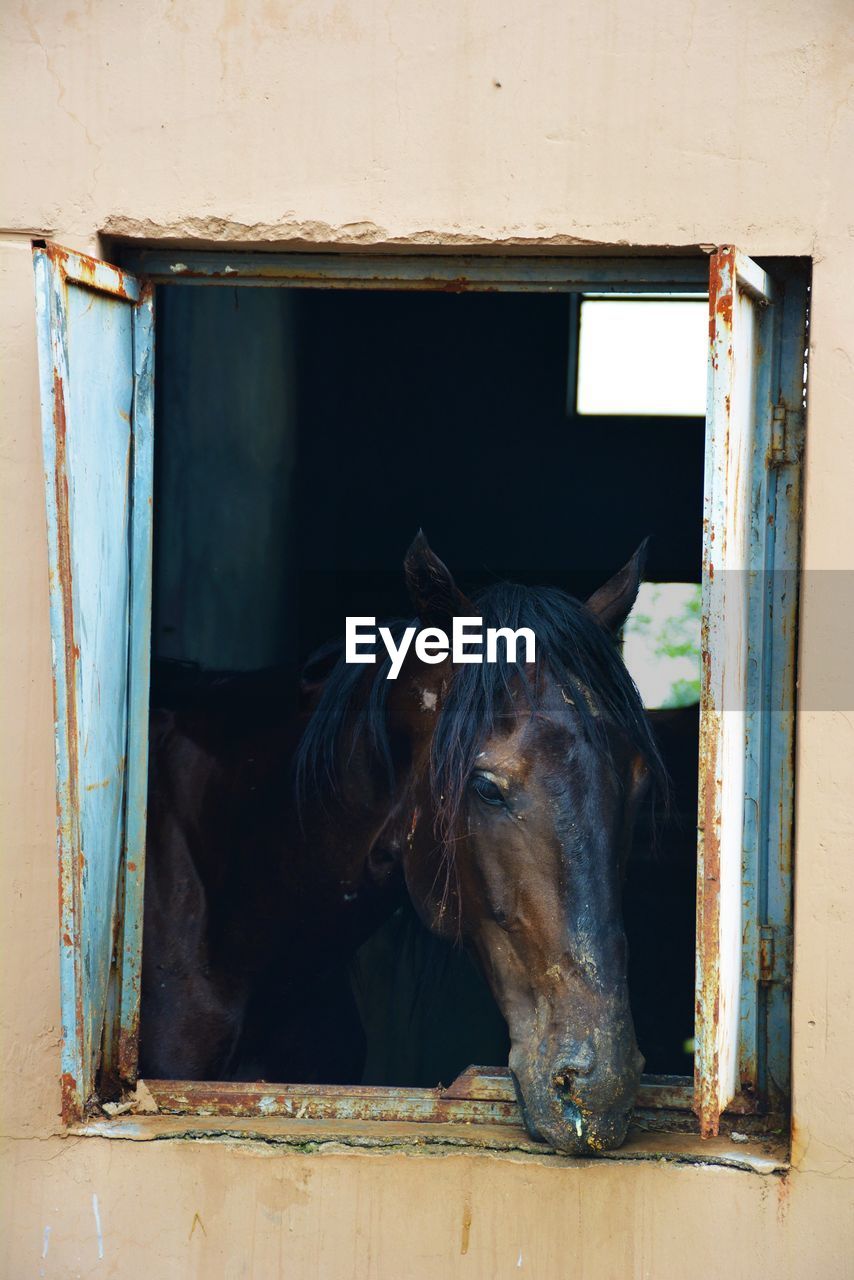 Horse looking through stable window