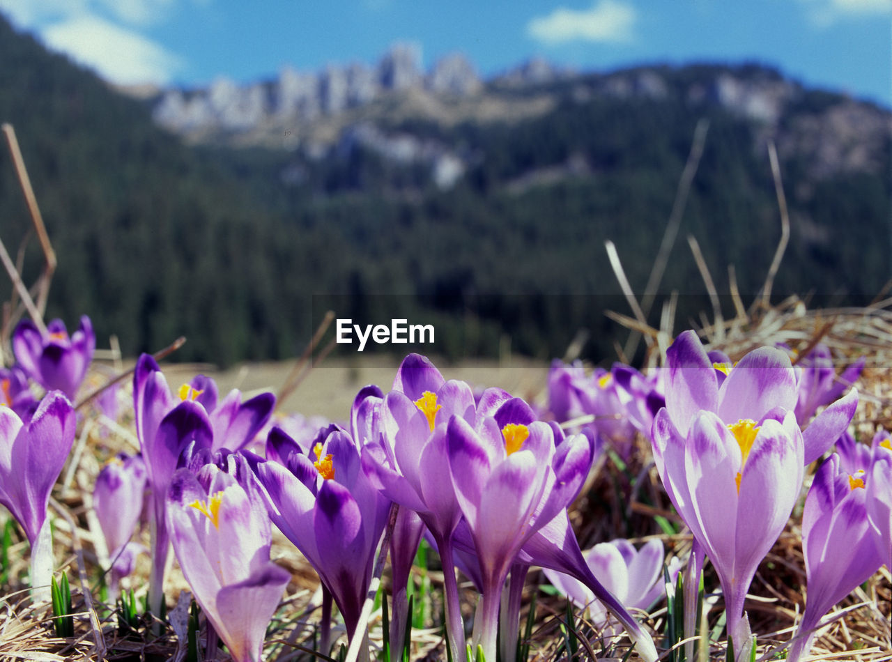 Close-up of purple flowers blooming on field