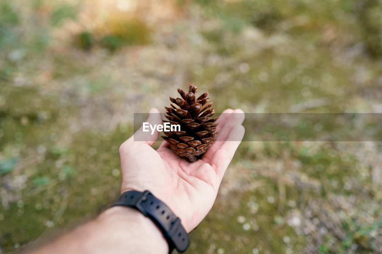 MIDSECTION OF PERSON HOLDING PINE CONE