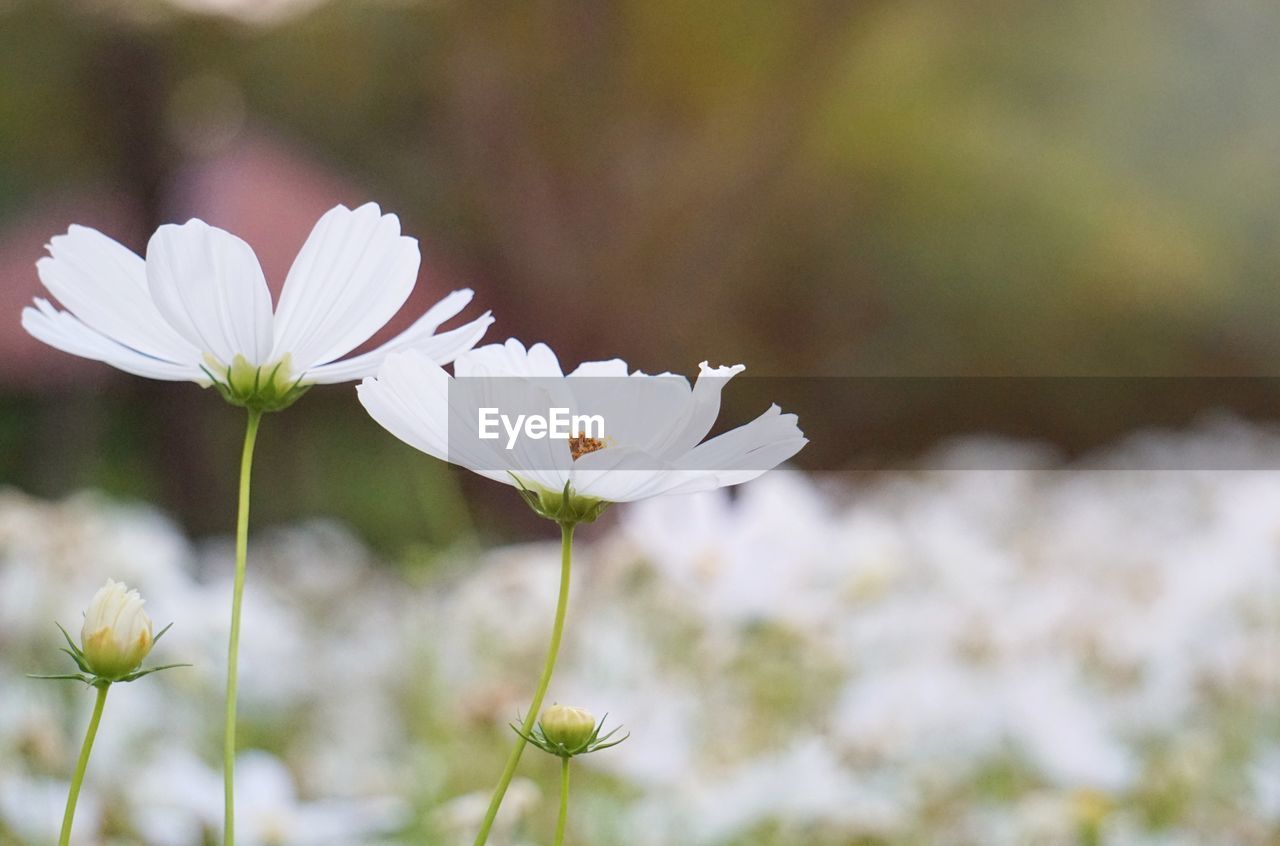 Close-up of white flowering plant