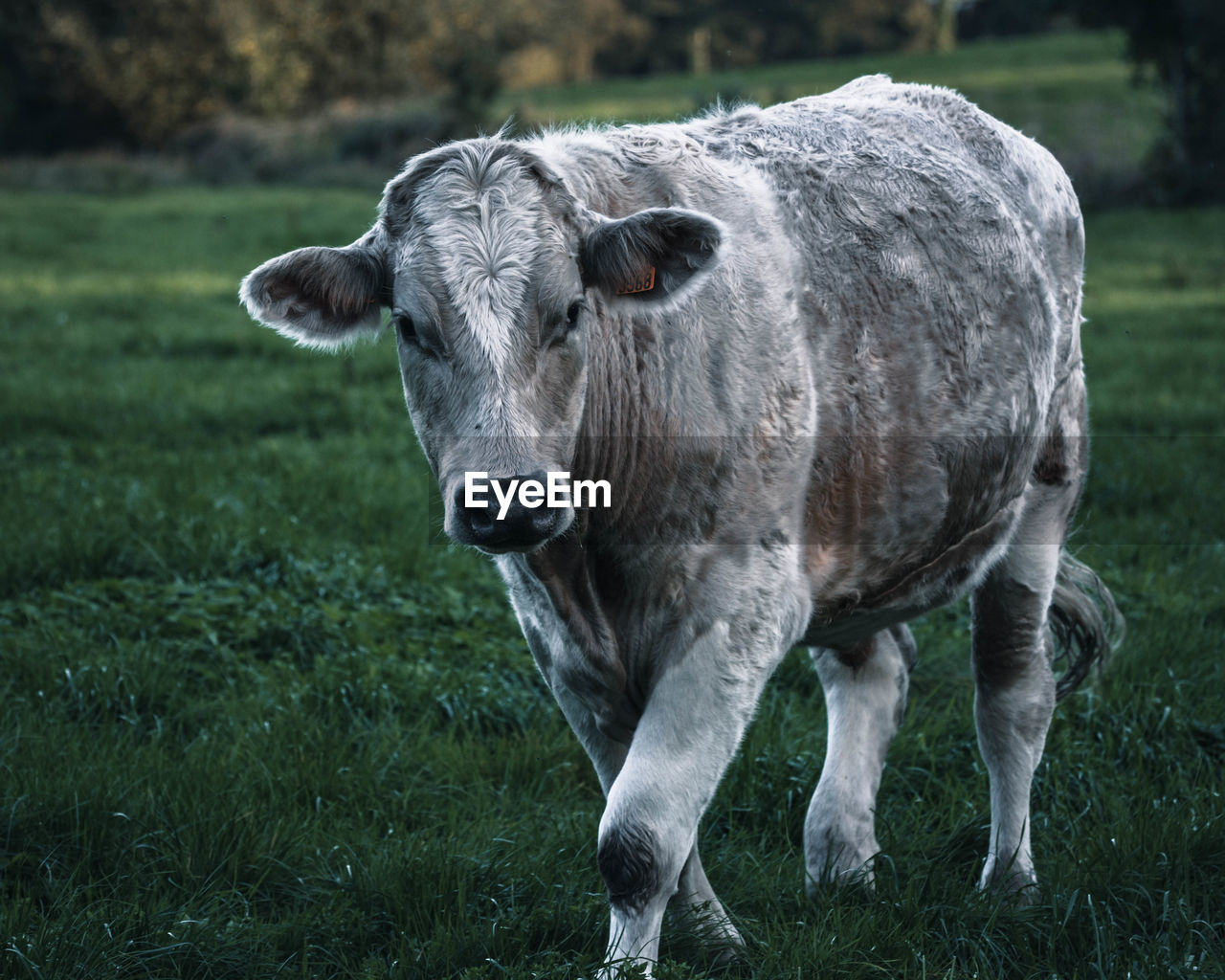 animal, animal themes, mammal, domestic animals, grass, pasture, livestock, cattle, one animal, pet, plant, dairy cow, bull, nature, wildlife, field, land, grazing, agriculture, meadow, no people, farm, animal wildlife, cow, domestic cattle, outdoors, standing, rural area, landscape, portrait, grassland, environment, plain