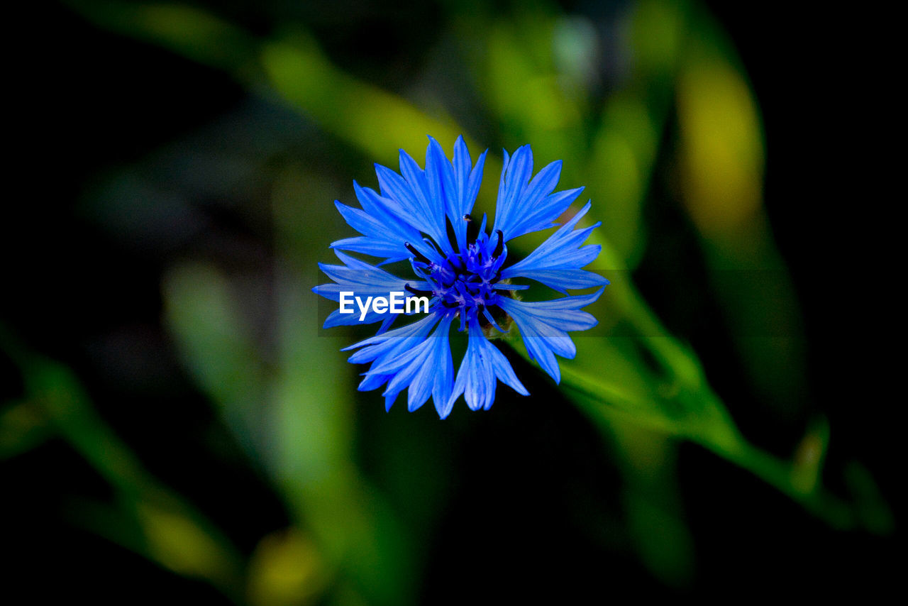 CLOSE-UP OF PURPLE FLOWERS BLOOMING OUTDOORS