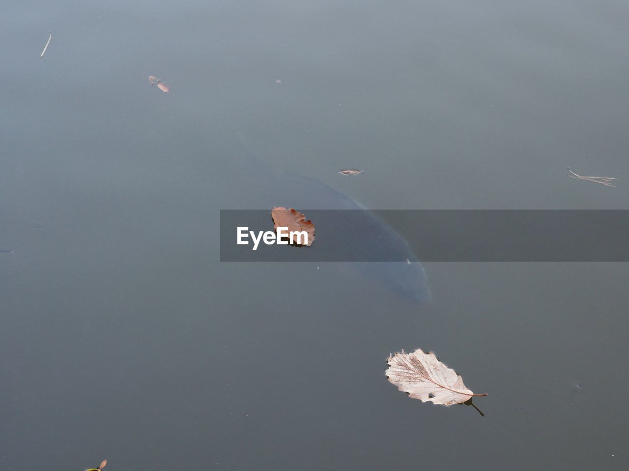 HIGH ANGLE VIEW OF KOI FISH IN LAKE