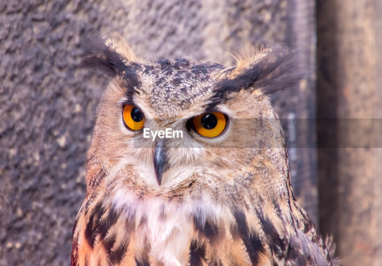 CLOSE-UP PORTRAIT OF OWL