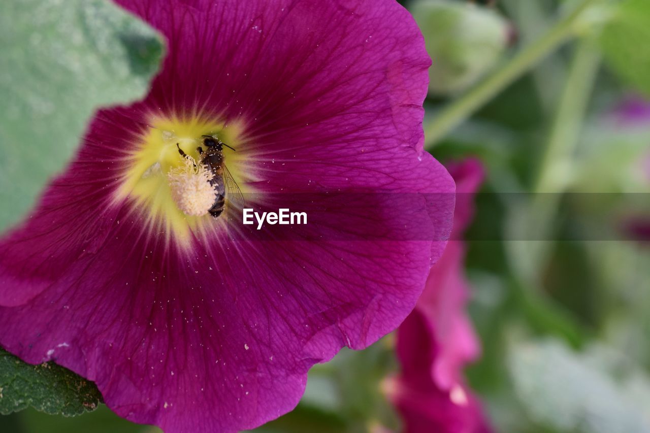 CLOSE-UP OF PINK PURPLE FLOWER