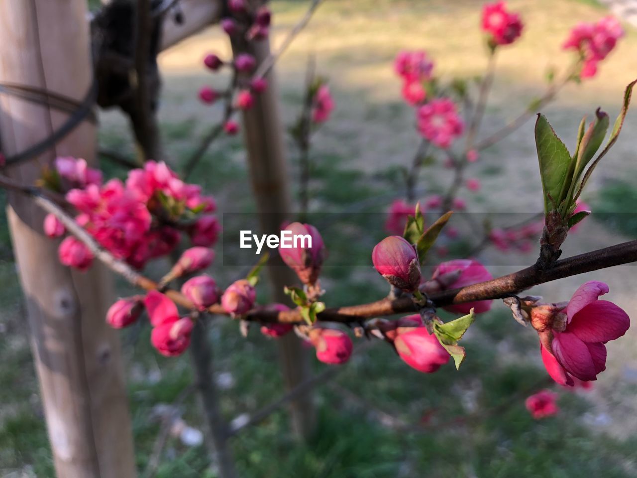 CLOSE-UP OF FRESH PINK FLOWERS ON TREE