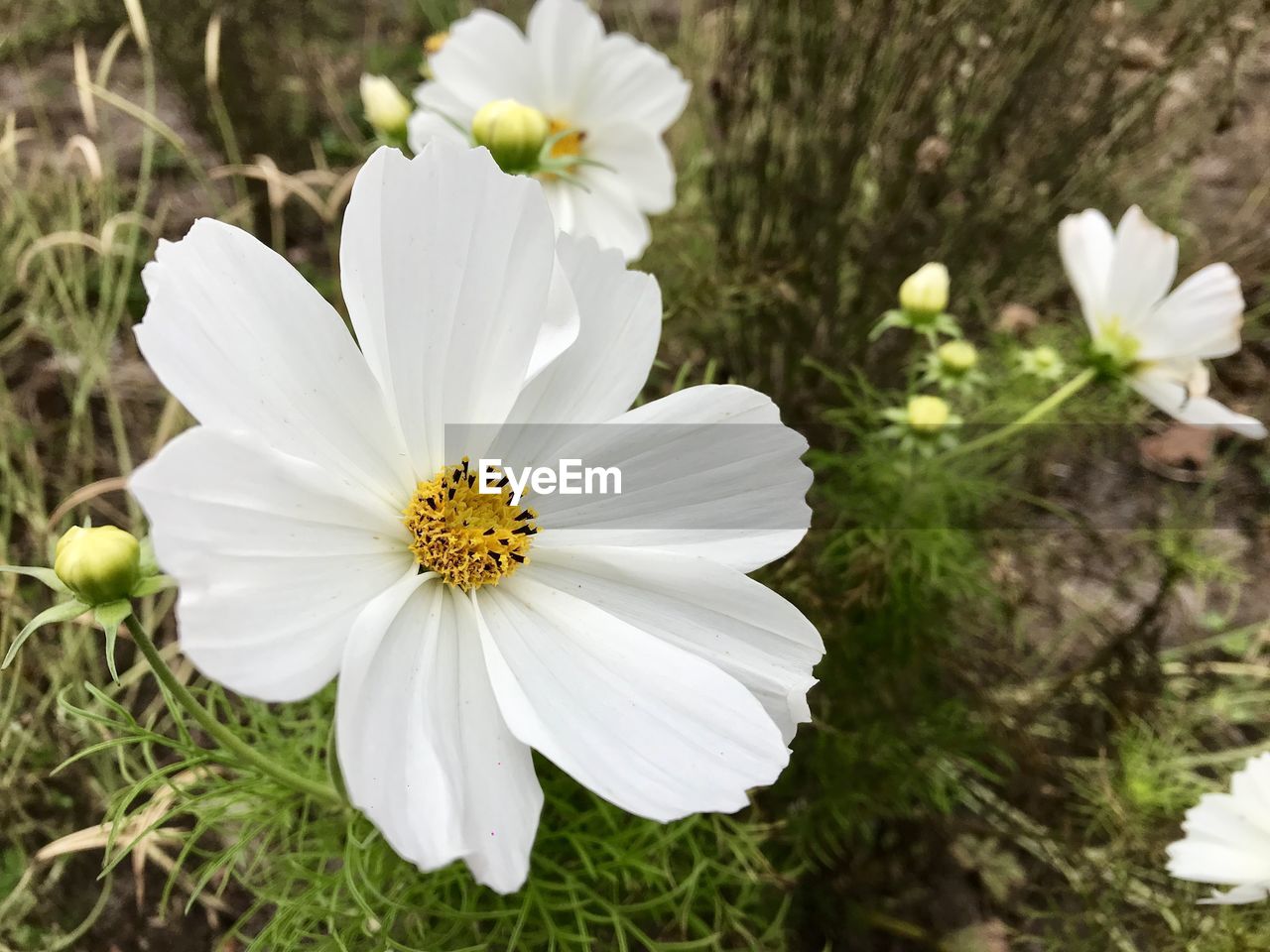 Close-up of white flowering plants on field