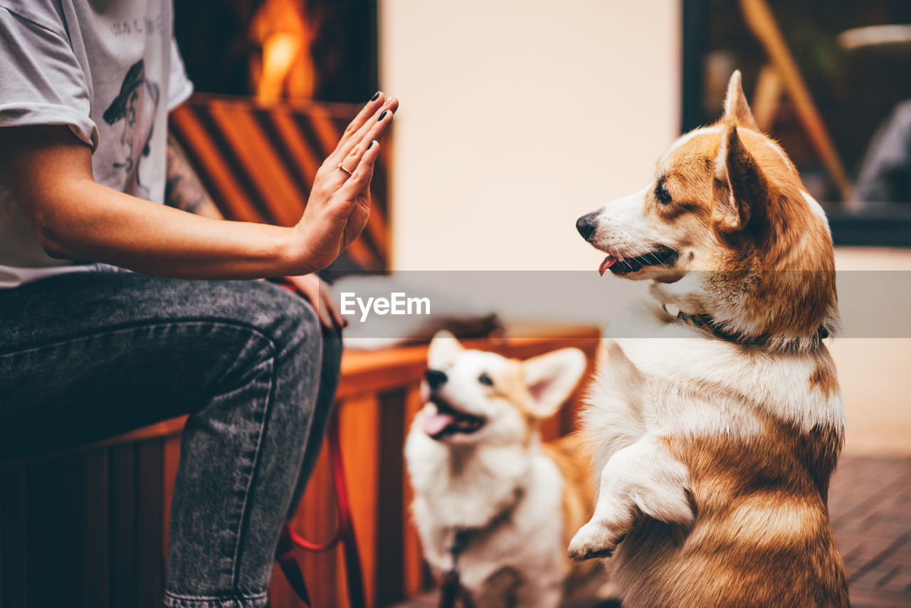 MIDSECTION OF WOMAN WITH DOG SITTING ON SOFA