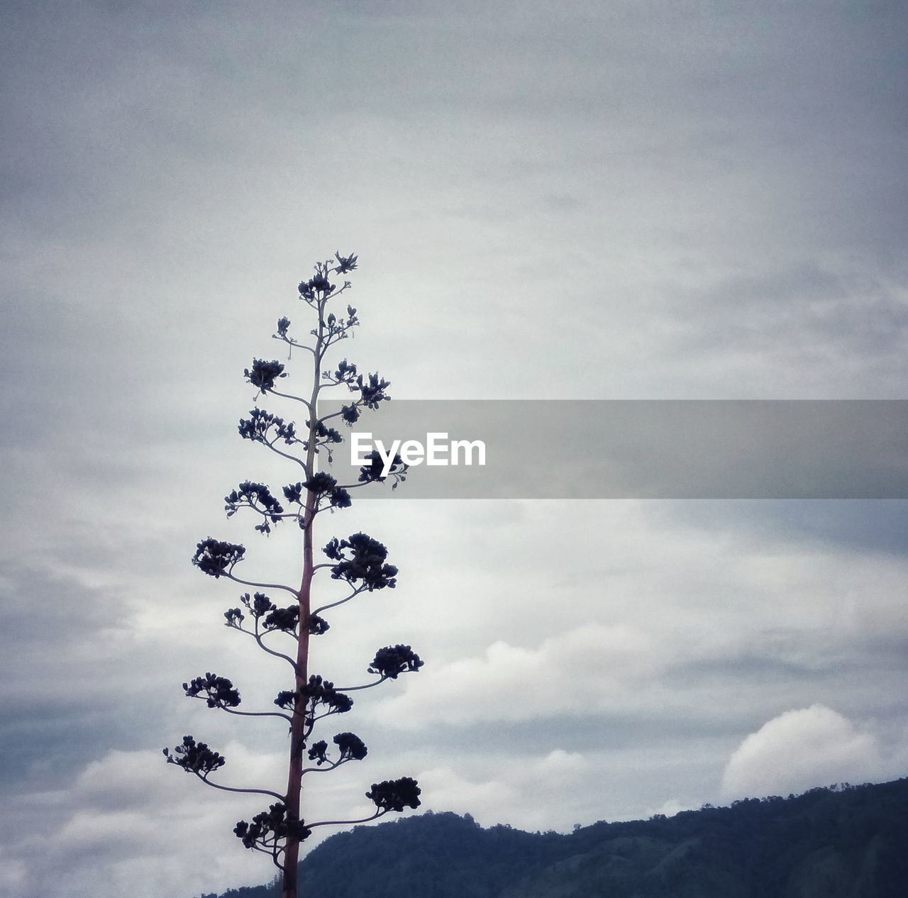 LOW ANGLE VIEW OF SILHOUETTE PLANT AGAINST SKY