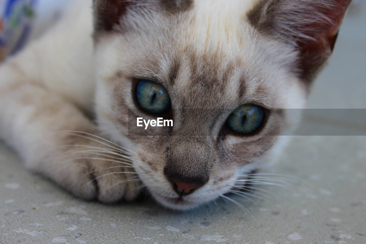 Close-up portrait of cat