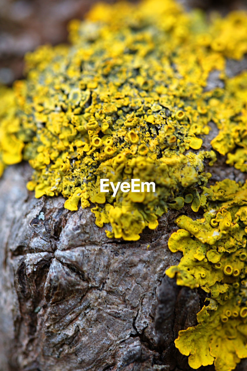 Close-up of yellow flowers