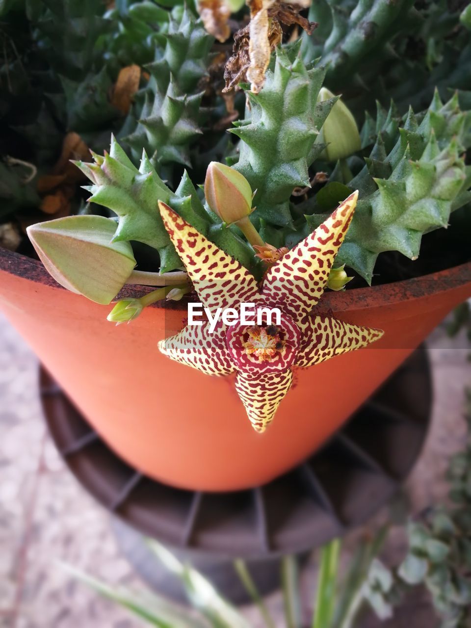 CLOSE-UP OF POTTED PLANT