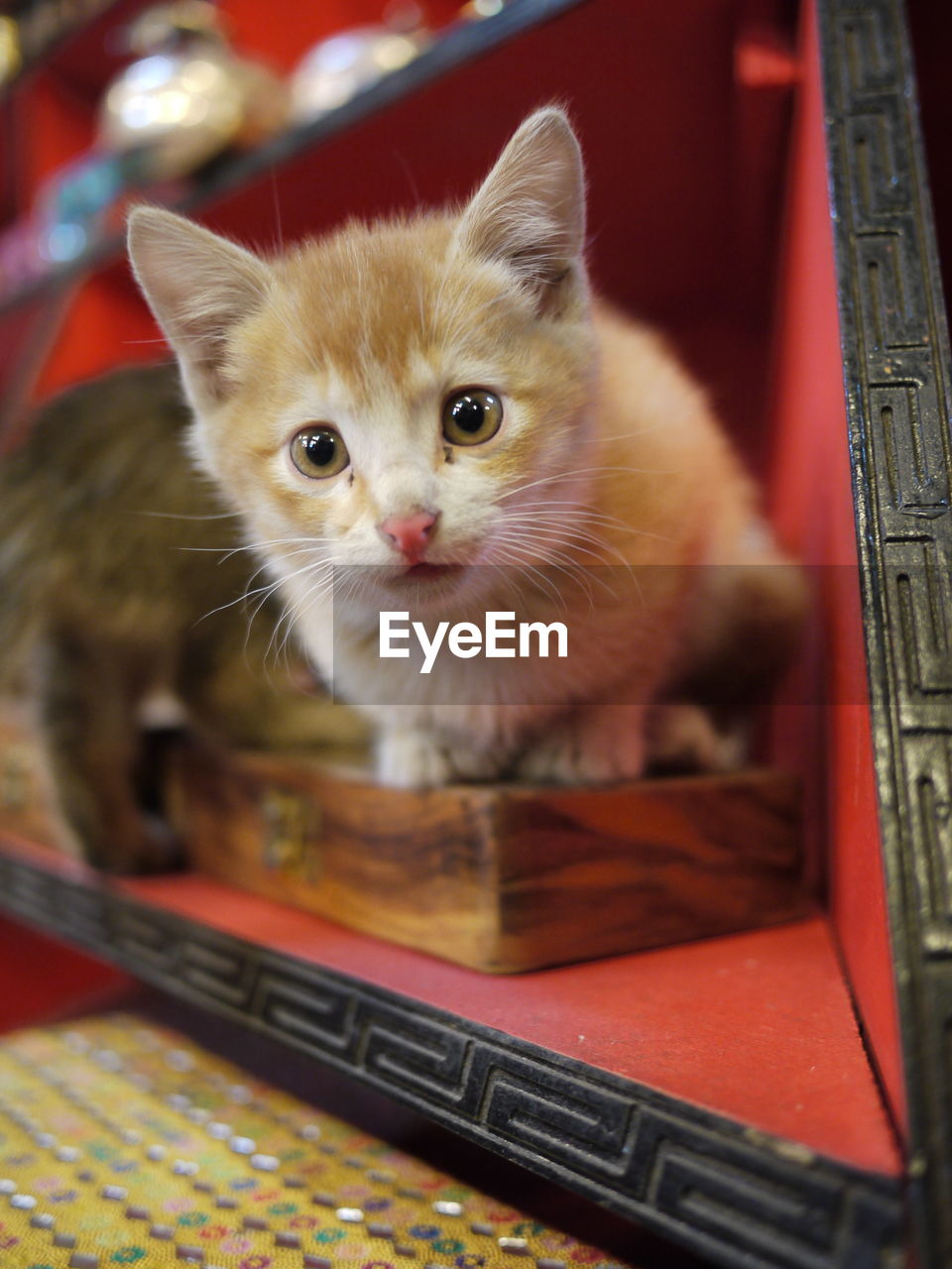 Portrait of kitten sitting on box