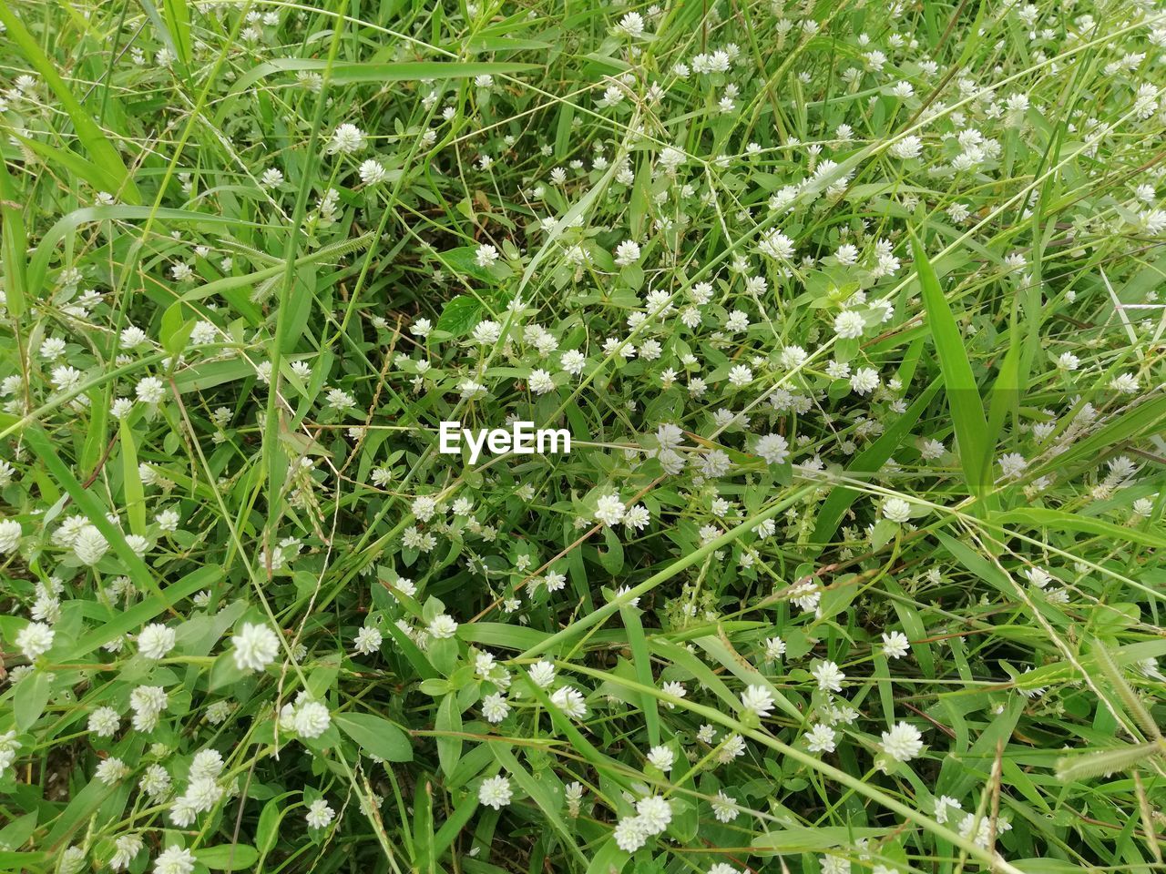 CLOSE-UP OF FLOWERING PLANTS ON FIELD