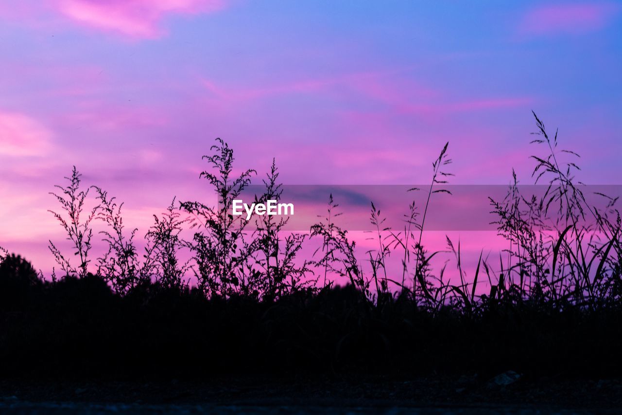 SILHOUETTE TREES ON LANDSCAPE AGAINST SKY