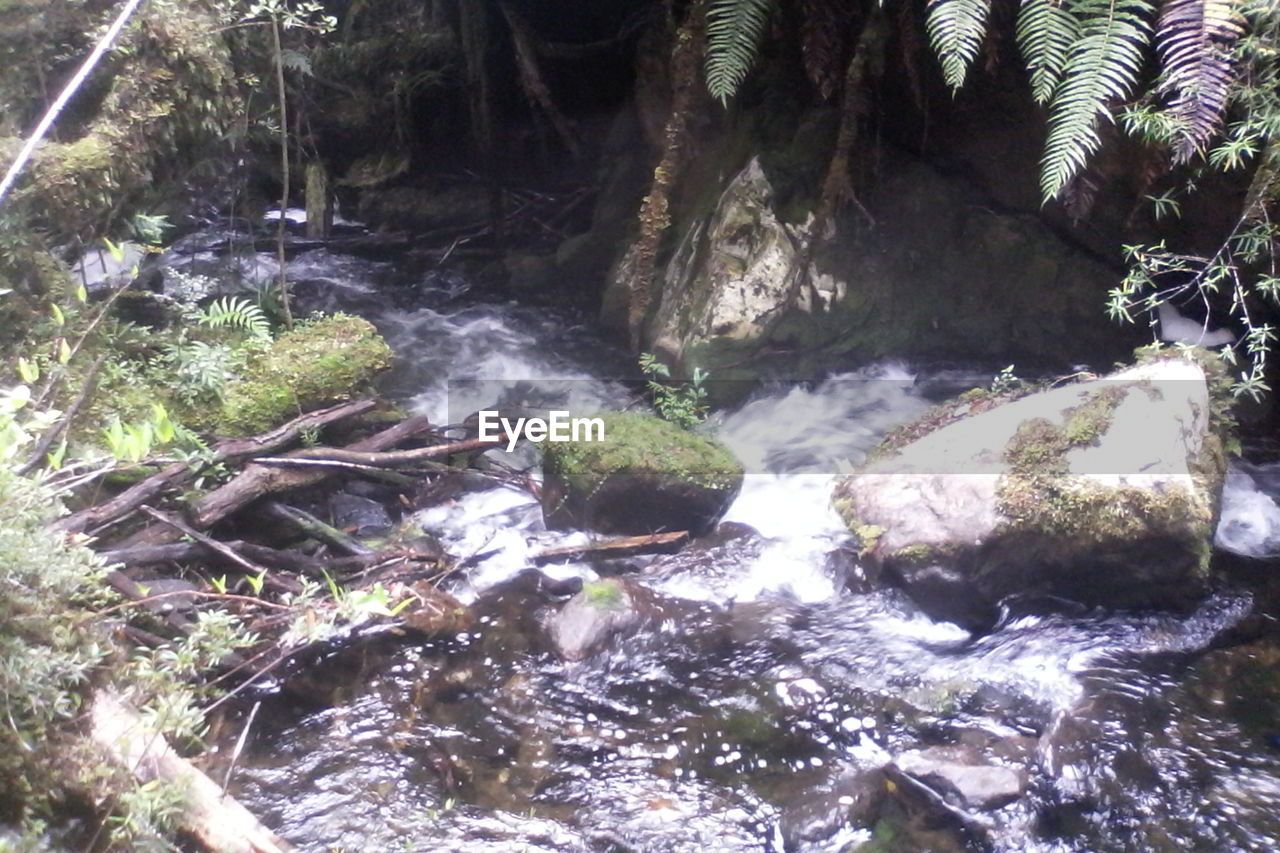 SCENIC VIEW OF RIVER FLOWING THROUGH FOREST