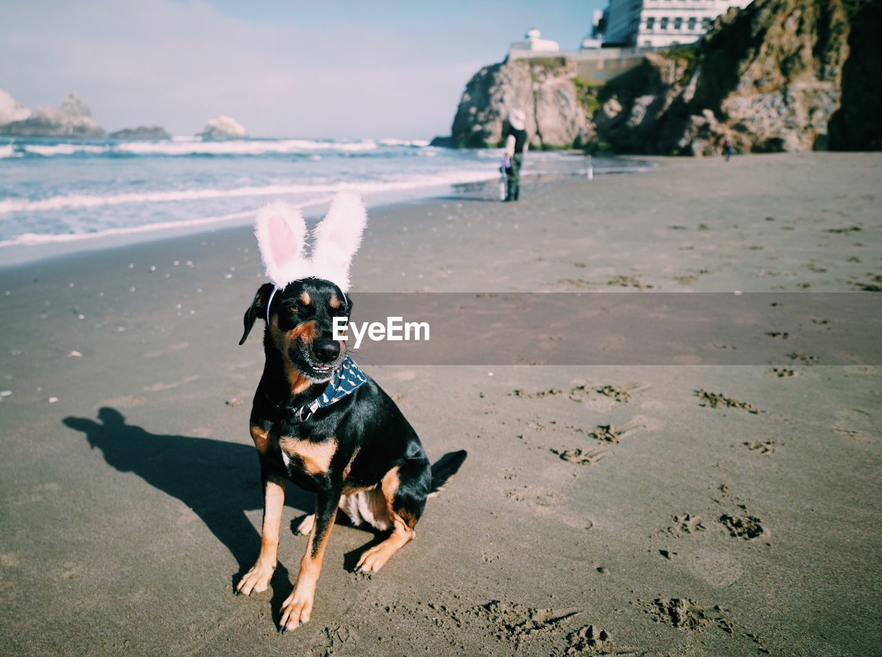 Dog on beach with easter bunny ears 