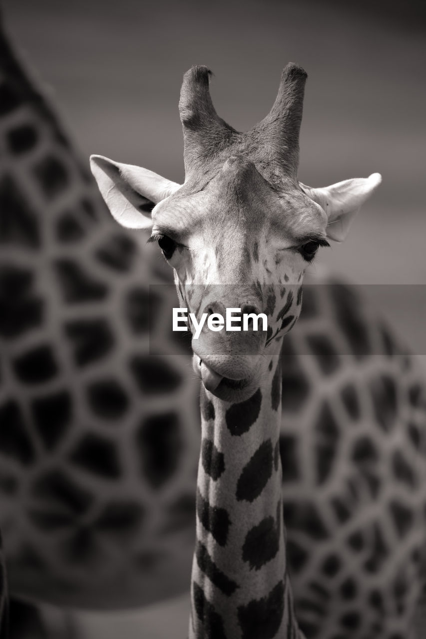 Close-up portrait of giraffe at zoo