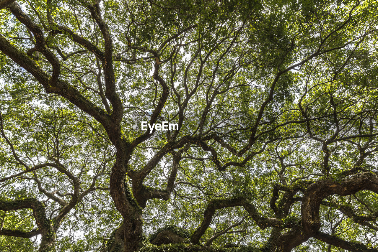 Low angle view of trees in forest