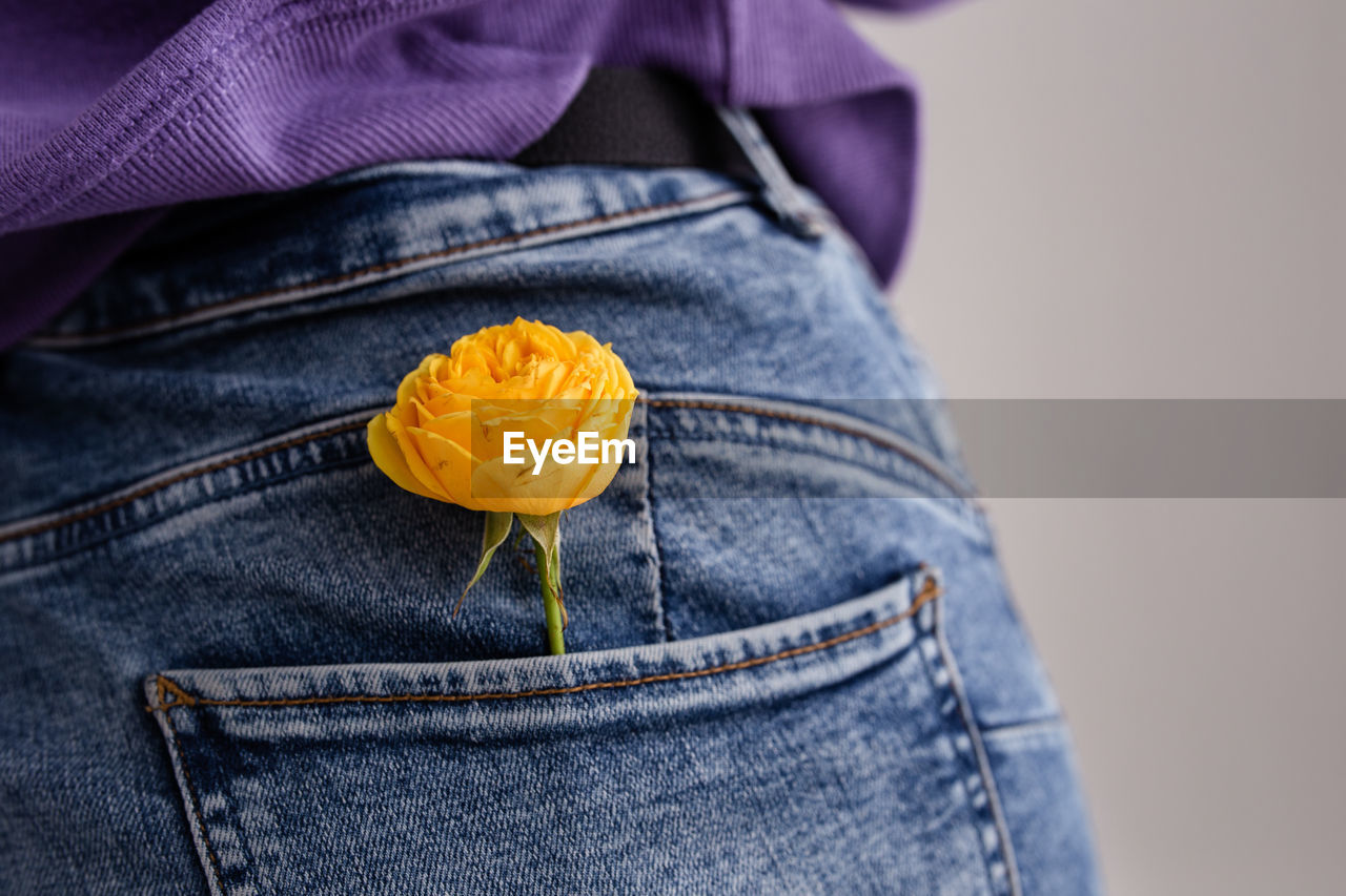 Yellow rose in the pocket of women's jeans. spring concept