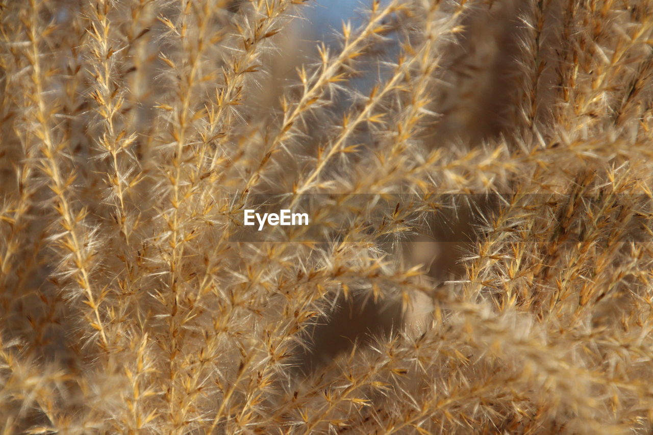 Close-up of plant growing outdoors