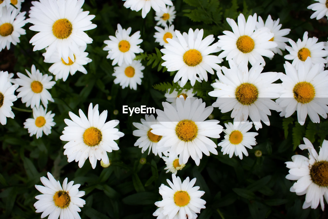 CLOSE-UP OF DAISIES