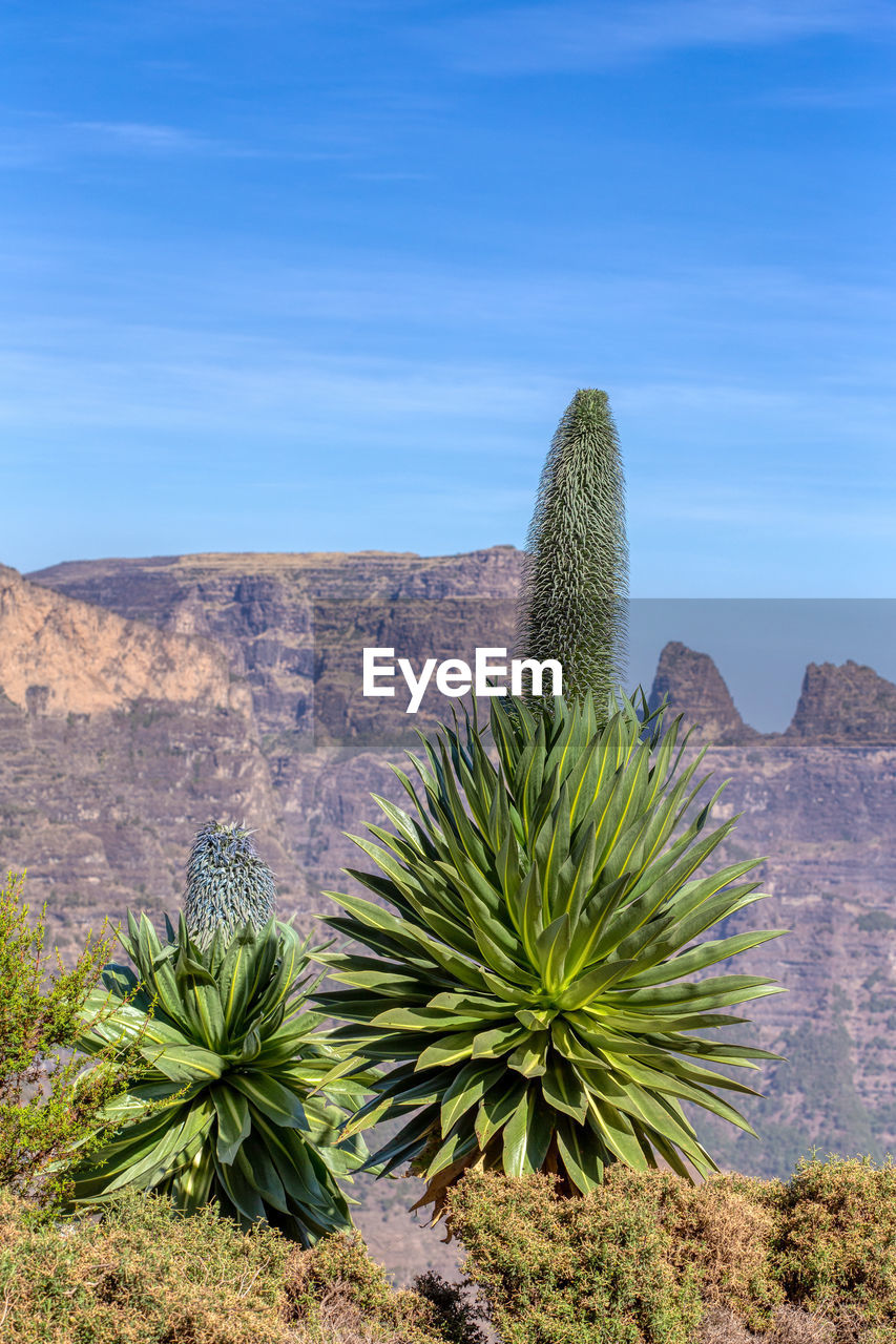 CACTUS GROWING IN DESERT