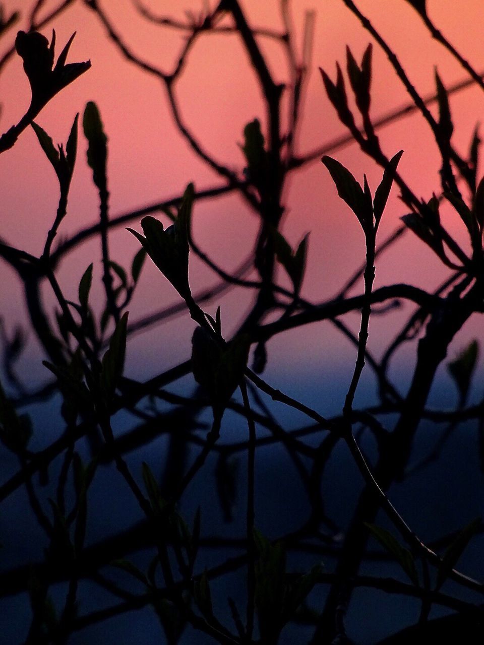 CLOSE-UP OF SILHOUETTE TREE AGAINST SKY