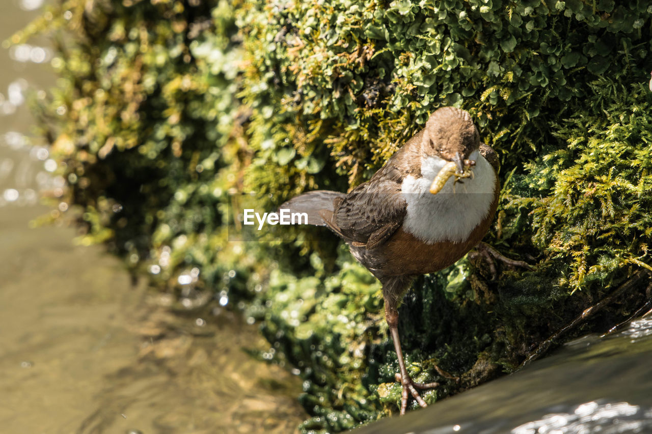 CLOSE-UP OF BIRD PERCHING ON PLANT BY WATER