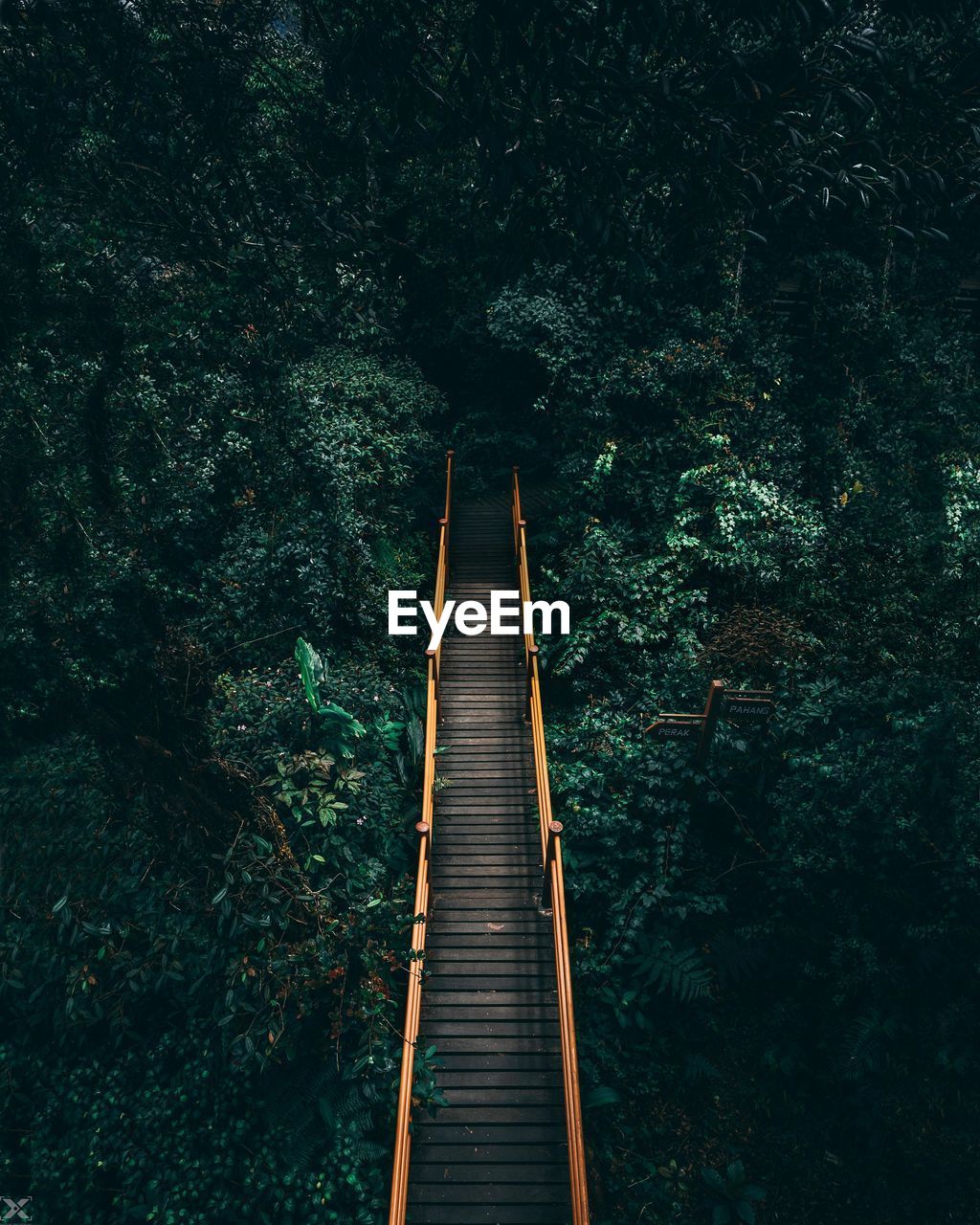 Footbridge amidst trees in forest